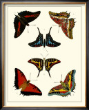 Buy Butterflies II at AllPosters.com