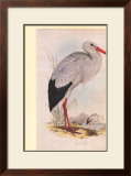 White Stork