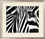 Black & White II (Zebra)