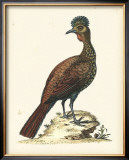 Regal Pheasants V