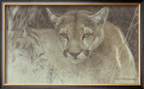 Tropical Cougar