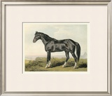 Buy Cassell's Horse II at AllPosters.com