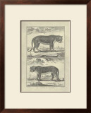 Panther and Leopard