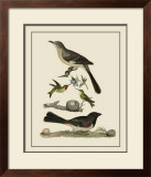 Buy Bird Family V at AllPosters.com