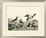 Buy Duck Family II at AllPosters.com