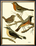 Buy Domestic Bird Family III at AllPosters.com