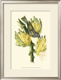 Buy Exotic Birds VII at AllPosters.com