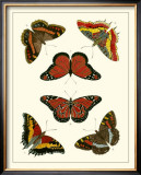 Buy Butterflies I at AllPosters.com