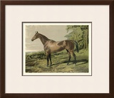 Buy Cassell's Horse IV at AllPosters.com