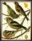 Buy Domestic Bird Family II at AllPosters.com