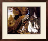 Buy Bird of Paradise at AllPosters.com