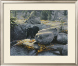 Buy Boulder Bruin at AllPosters.com