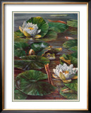 Frog in Lily Pond
