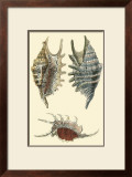 Classic Shells III