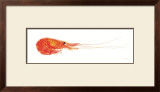 Crevette