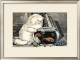 Persian Cat and Gold Fish