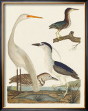 Buy Heron Family II at AllPosters.com
