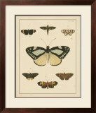 Buy Heirloom Butterflies II at AllPosters.com