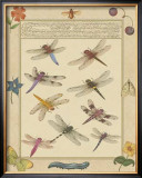 Dragonfly Manuscript III
