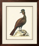 Regal Pheasants V