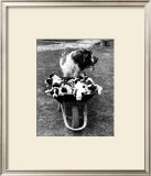 Tich and Pups Getting Around