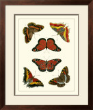 Buy Butterflies I at AllPosters.com