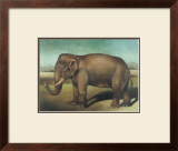 Buy Elephant at AllPosters.com