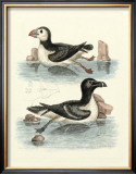 Aquatic Birds II