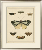 Buy Heirloom Butterflies II at AllPosters.com