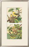 Goldfinch & Warbler