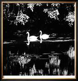 Buy Swans at AllPosters.com