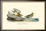 Buff-Breasted Sandpiper