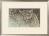 Tropical Cougar