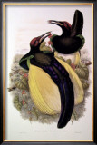 Gould Bird of Paradise IV