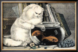 Persian Cat and Gold Fish