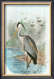 Common Heron