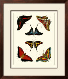 Buy Butterflies II at AllPosters.com