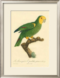 Buy Barraband Parrot No. 98 at AllPosters.com