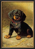 Buy Puppy at AllPosters.com