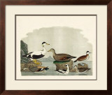 Buy Duck Family I at AllPosters.com