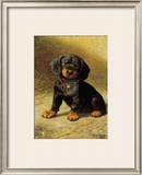 Buy Puppy at AllPosters.com