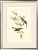 Red-Breasted Fly-Catcher