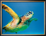 Buy Green Sea Turtle at AllPosters.com