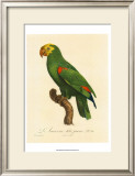 Buy Barraband Parrot No. 86 at AllPosters.com