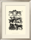 Buy International Show Dogs I, c.1863 at AllPosters.com