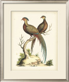 Regal Pheasants II