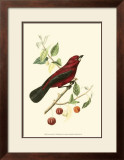 Buy Exotic Birds V at AllPosters.com