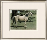 Buy Cassell's Horse I at AllPosters.com