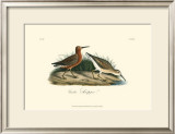 Curlew Sandpiper