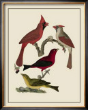 Buy Bird Family IV at AllPosters.com